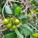 Eugenia pyriformis Fruit