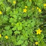 Oxalis strictaÇiçek