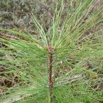 Pinus taeda Foglia