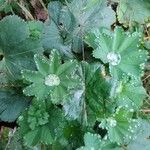 Alchemilla acutiloba Folio