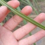 Bromus lanatus 葉