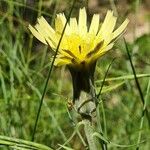 Scorzonera aristata Flower