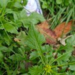 Sisymbrium erysimoidesFolla