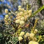 Acacia mearnsii Flors