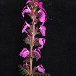 Pedicularis gracilis Yeri