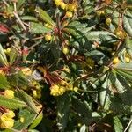 Berberis julianaeFlors