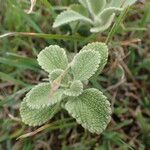 Stachys cretica Blad