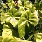 Anthurium faustomirandae Yaprak