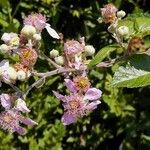 Rubus ulmifolius 花