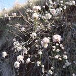 Eriogonum nudum Habitat