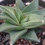 Haworthia limifolia Leaf