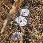 Ipomoea mombassana Flower