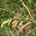 Patzkea paniculata ফুল