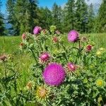 Carduus nutans Lorea