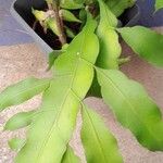 Epiphyllum oxypetalum Frunză