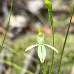 Caladenia ChlorostylaFlower