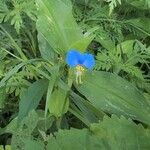 Commelina communisFloare