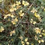 Coronilla minimaFlor