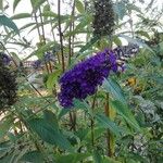 Buddleja davidiiBlad