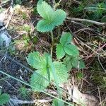 Sibthorpia peregrina Leaf