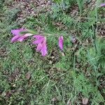 Gladiolus italicusBlomma