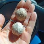 Carya glabra Plod