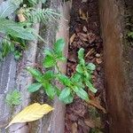 Ruellia tuberosa पत्ता
