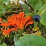 Tecomaria capensis Blüte