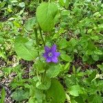 Triodanis perfoliata Hábito