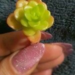 Sedum kimnachii Ліст