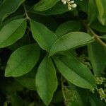 Ligustrum sinense Lehti