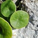 Umbilicus horizontalis Leaf