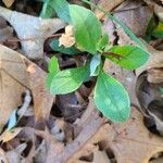 Antennaria parlinii Leaf