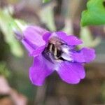 Maurandya barclayana Flor