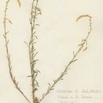 Reseda virgata Hábito