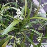 Evodia hortensis Flower