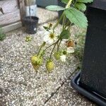 Fragaria × ananassa Blomst