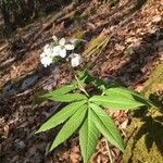 Cardamine heptaphylla Fleur