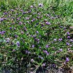 Centaurea nigrescens Habitus