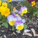 Viola cornuta 花