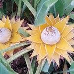 Musella lasiocarpa Fleur