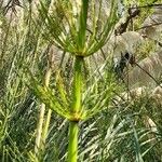 Equisetum giganteum Іншае