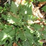 Mandragora autumnalis Leaf