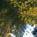 Acacia dealbata Folha