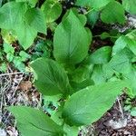 Doronicum austriacum ഇല