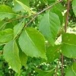 Betula dahurica List