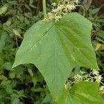 Echinocystis lobata Leaf