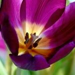 Tulipa gesneriana പുഷ്പം