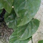 Cissus repens ഇല