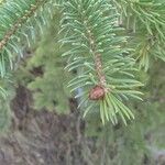 Picea sitchensis Feuille